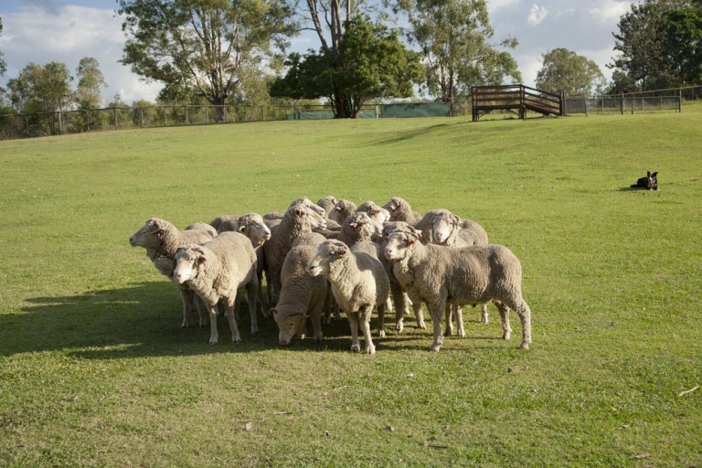 Sheep Fencing | Australian Sheep